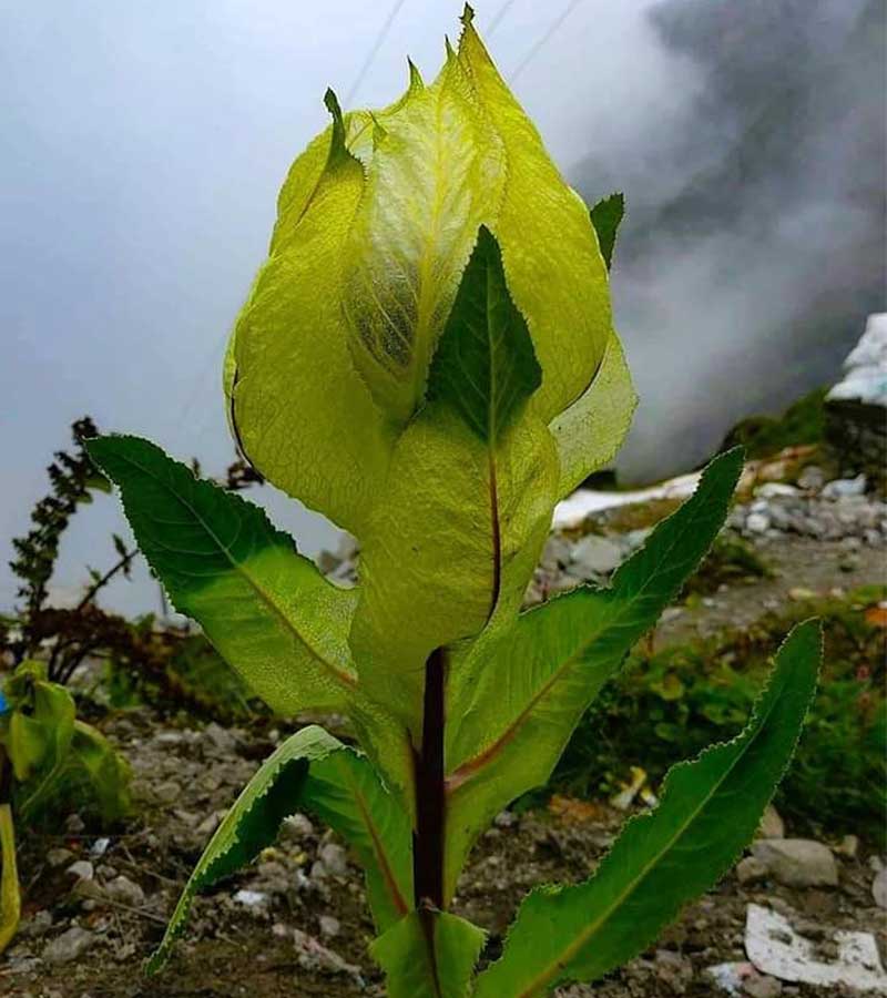 दिव्य शक्तियों वाला ब्रह्मकमल और उससे जुड़े कुछ रहस्य