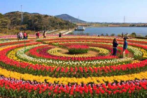 Kashmir Tulip Festival Package