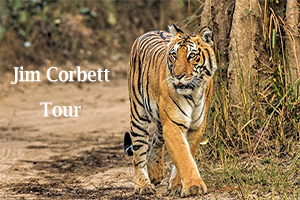 Corbett Tour