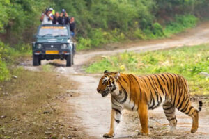 Best Time to Visit Jim Corbett