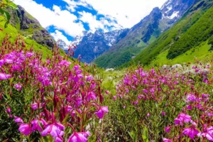 Valley of Flowers Tour Package from Haridwar