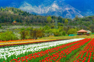 Best Time To Visit Tulip Garden